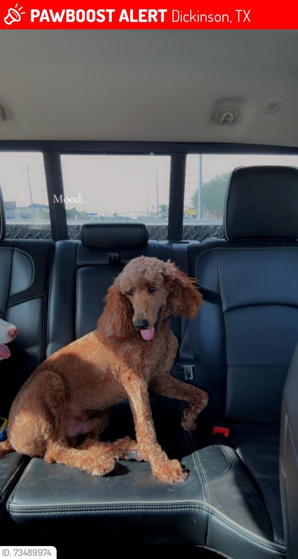 Lost Male Dog last seen Avenue U , Hwy 146, Dickinson, TX 77539