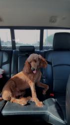 Lost Male Dog last seen Avenue U , Hwy 146, Dickinson, TX 77539