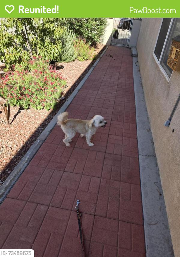 Reunited Unknown Dog last seen Seven Bar North, Albuquerque, NM 87114