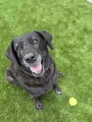Reunited Female Dog last seen Highly Guadalupe, Gilbert, AZ 85234