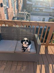 Reunited Male Dog last seen Wilkens Ave, Baltimore, MD 21229
