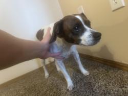 Reunited Female Dog last seen Near the river ranch apmt and McDonald, Ozark, MO 65721