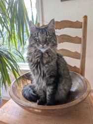 Reunited Male Cat last seen Near Adams Street, Denver, CO 80206