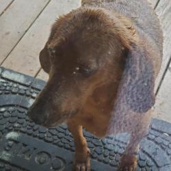 Reunited Female Dog last seen Dutchie Lane, Hendersonville, NC 28739