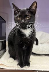 Shelter Stray Female Cat last seen , , TX, 821 S Coppell Rd, Coppell, TX 75019, USA