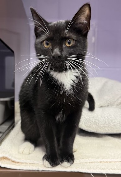 Shelter Stray Female Cat last seen , , TX, 821 S Coppell Rd, Coppell, TX 75019, USA