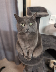 Lost Male Cat last seen Near the intersection of Jordan Way and Olive Place, Lehi, UT 84043
