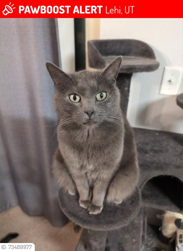 Lost Male Cat last seen Near the intersection of Jordan Way and Olive Place, Lehi, UT 84043