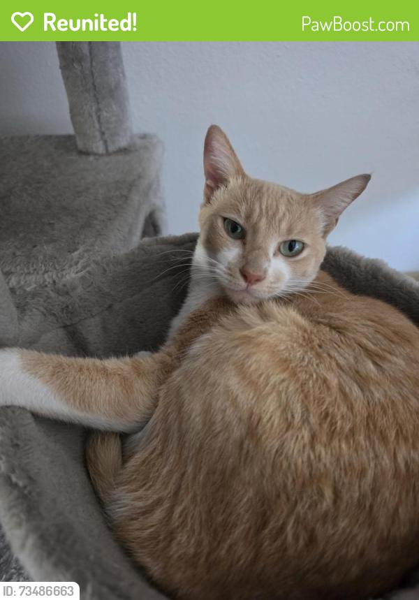 Reunited Female Cat last seen Luv2eat thai bistro, Los Angeles, CA 90028