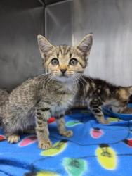 Shelter Stray Female Cat last seen bayleaf road, Pamlico County, NC, 1639 Old Airport Rd, New Bern, NC 28562, USA