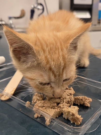 Shelter Stray Male Cat last seen Old Willis School Road, County/Unicorporated, NC, 1491 Business Park Ct, Gastonia, NC 28052, USA