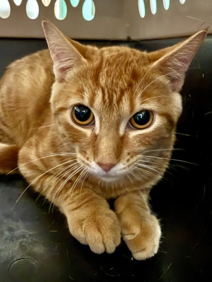 Shelter Stray Male Cat last seen Near Tophill Rd, Within Coalition, TX, 11300 Nacogdoches Rd, San Antonio, TX 78217, USA