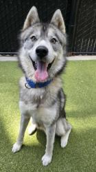 Shelter Stray Male Dog last seen Near 10th ave, Seattle, WA, 2061 15th Ave W, Seattle, WA 98119, USA