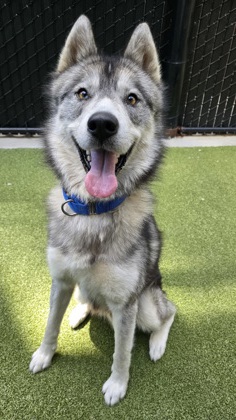 Shelter Stray Male Dog last seen Near 10th ave, Seattle, WA, 2061 15th Ave W, Seattle, WA 98119, USA