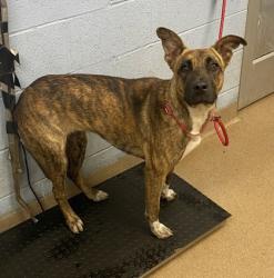 Shelter Stray Female Dog last seen Near Santa Monica Dr. Decatur, GA 30032, 30032, GA, 3280 Chamblee Dunwoody Rd, Chamblee, GA 30341, USA