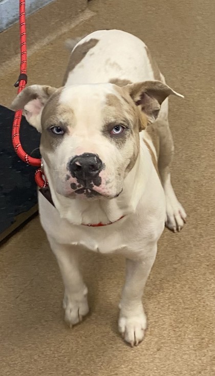 Shelter Stray Male Dog last seen Near Creekbank Cv, Decatur, GA 30034, 30034, GA, 3280 Chamblee Dunwoody Rd, Chamblee, GA 30341, USA