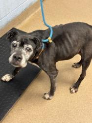 Shelter Stray Female Dog last seen Near E Ponce de Leon Ave, Decatur, GA 30030, 30030, GA, 3280 Chamblee Dunwoody Rd, Chamblee, GA 30341, USA