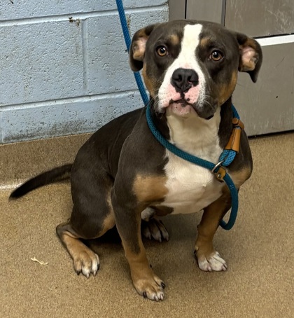 Shelter Stray Male Dog last seen Near Phillips Rd, Lithonia, GA 30058, 30058, GA, 3280 Chamblee Dunwoody Rd, Chamblee, GA 30341, USA