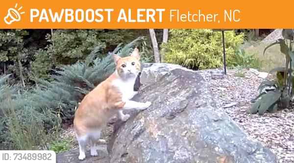 Found/Stray Unknown Cat last seen Bards Lane and Chanter, Fletcher, NC 28732