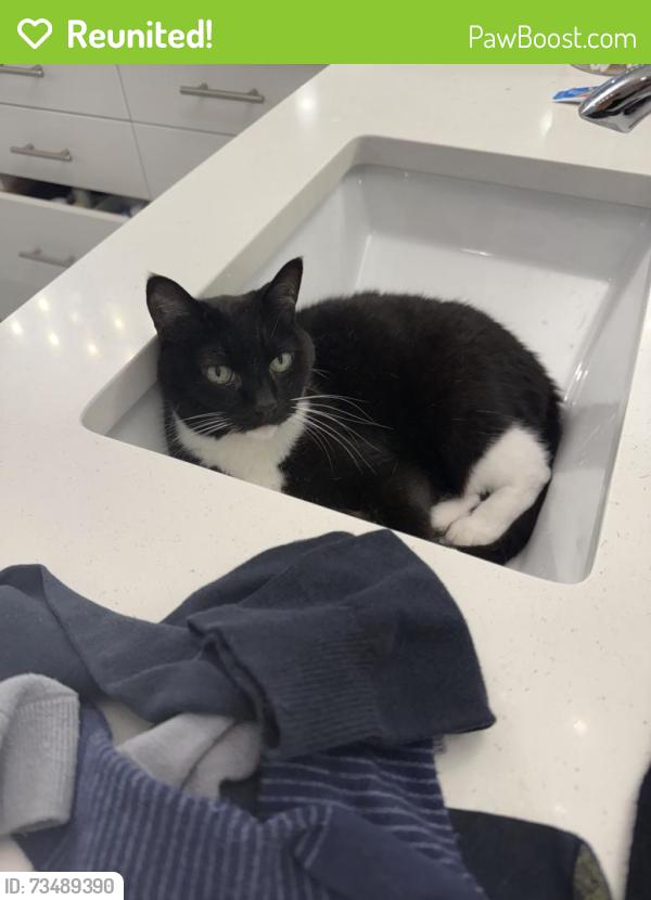 Reunited Male Cat last seen Near 189th Pl SW, Lynnwood, WA 98036, USA, Lynnwood, WA 98036