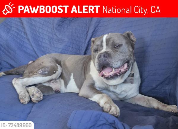 Lost Male Dog last seen 8th street, near Carnival market, National City, CA 91950