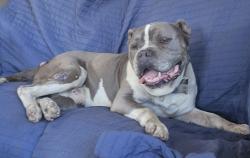Lost Male Dog last seen 8th street, near Carnival market, National City, CA 91950
