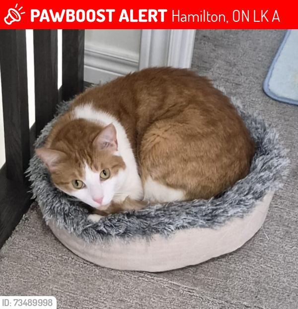 Lost Male Cat last seen Near Hibiscus Lane Hamilton, Hamilton, ON L8K 0A4