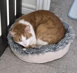 Lost Male Cat last seen Near Hibiscus Lane Hamilton, Hamilton, ON L8K 0A4