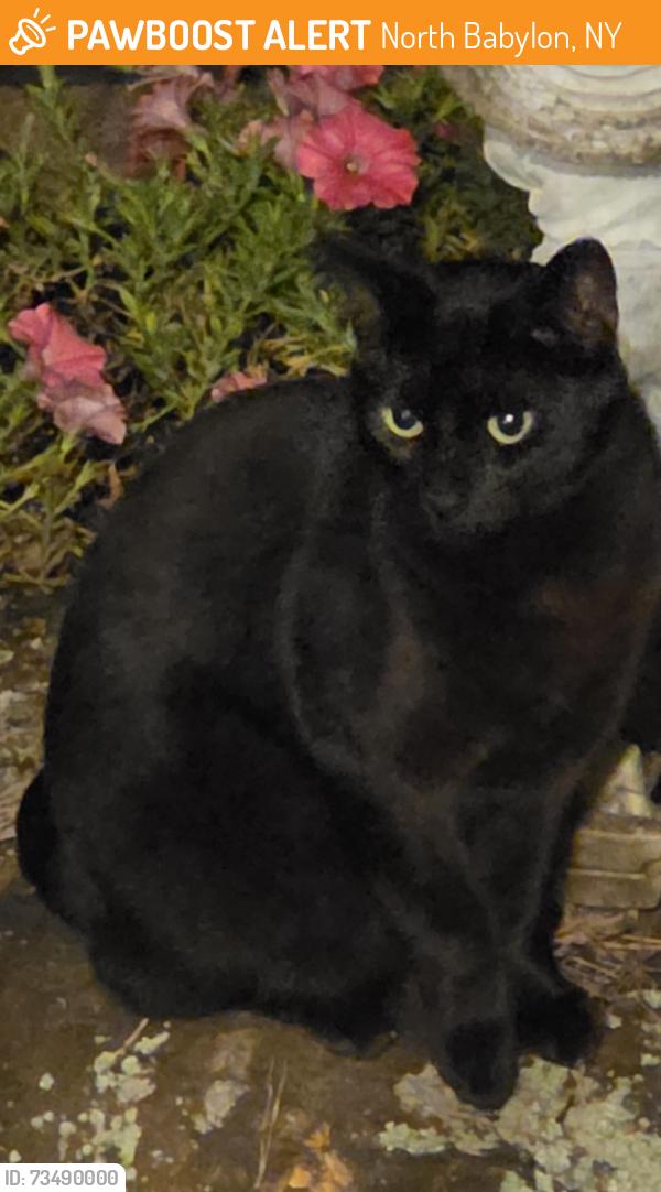 Found/Stray Female Cat last seen Chuck boulevard North Babylon, North Babylon, NY 11703