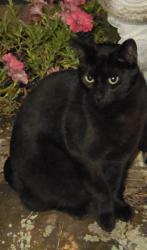 Found/Stray Female Cat last seen Chuck boulevard North Babylon, North Babylon, NY 11703