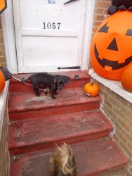 Lost Male Dog last seen 10th and 11th ave, Brooklyn, NY 11219