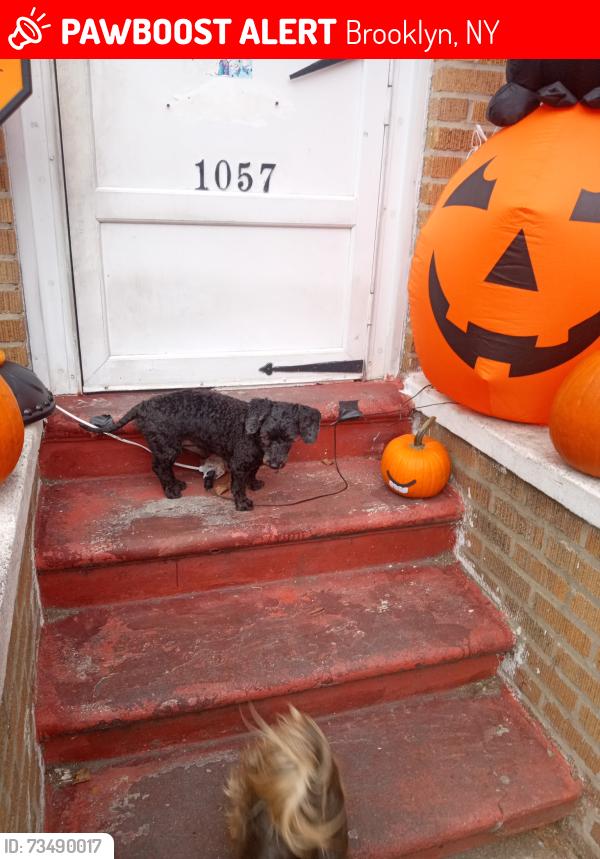 Lost Male Dog last seen 10th and 11th ave, Brooklyn, NY 11219