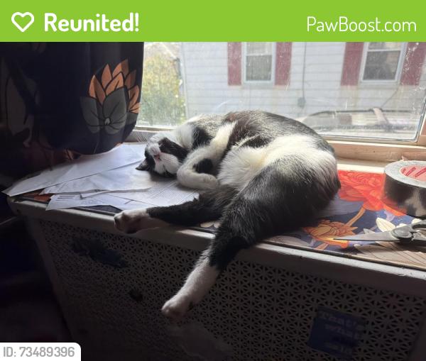 Reunited Male Cat last seen Edgewood road and sequoia, Baltimore, MD 21215