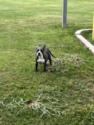Found/Stray Male Dog last seen Gilbert & Guadalupe, Gilbert, AZ 85233
