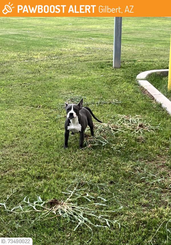 Found/Stray Male Dog last seen Gilbert & Guadalupe, Gilbert, AZ 85233