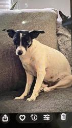 Reunited Female Dog last seen SE Lennard Rd, Port St. Lucie, FL 34952, USA, Port St. Lucie, FL 34952