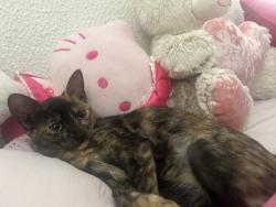 Lost Female Cat last seen falls, Dallas, TX 75211