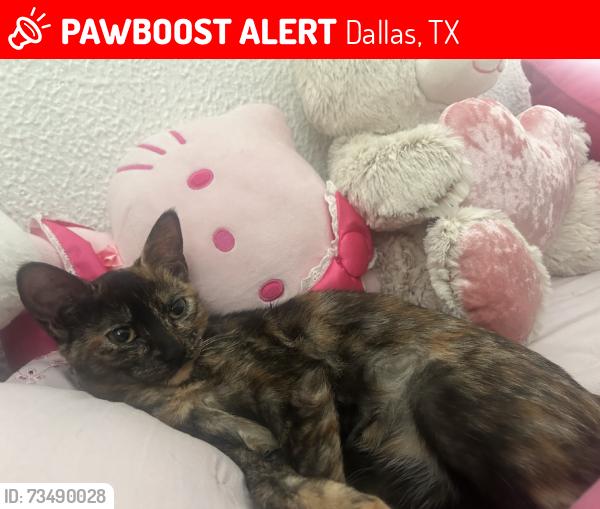 Lost Female Cat last seen falls, Dallas, TX 75211