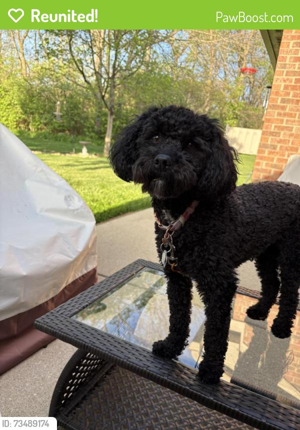Reunited Female Dog last seen Next to Wagon Trail Park, Dayton, OH 45458