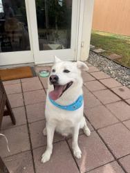 Found/Stray Male Dog last seen Santa Fe, Encinitas, CA 92024
