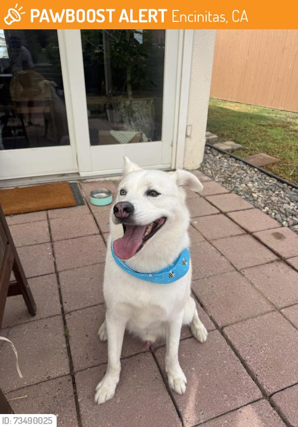 Found/Stray Male Dog last seen Santa Fe, Encinitas, CA 92024