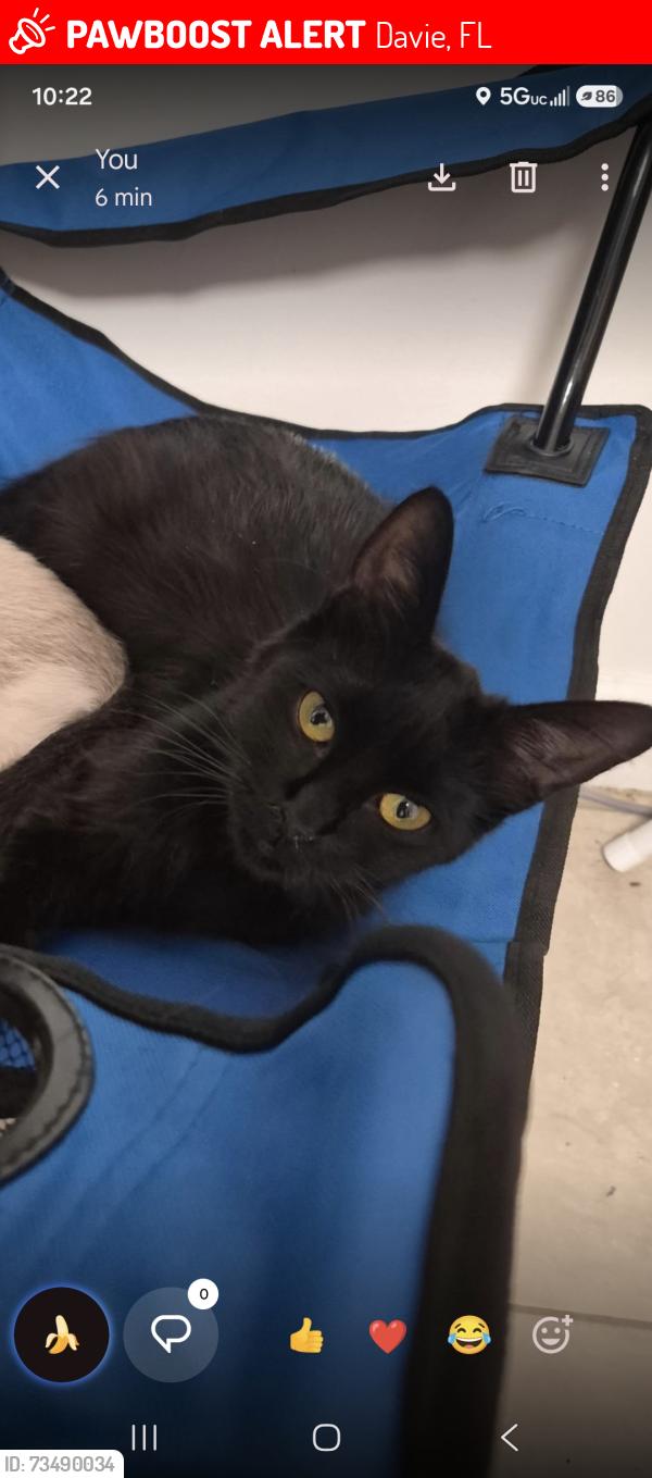 Lost Female Cat last seen Davie rd and griffin rd, Davie, FL 33328