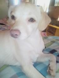 Lost Male Dog last seen Brittain rd Midway plaza, Akron, OH 44305