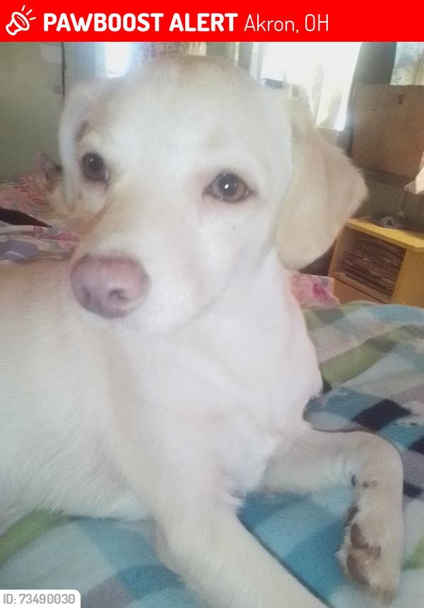 Lost Male Dog last seen Brittain rd Midway plaza, Akron, OH 44305