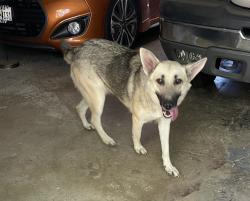 Reunited Female Dog last seen Home, Crowley, TX 76036