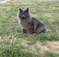 Lost Male Cat last seen N. Shawnne St and 39., Aurora, CO 80019