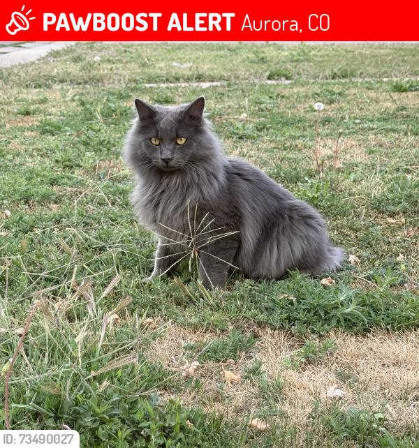 Lost Male Cat last seen N. Shawnne St and 39., Aurora, CO 80019