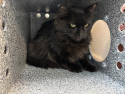 Shelter Stray Female Cat last seen unsure, BRONX, NY, 10458, 326 E 110th St, New York, NY 10029, USA