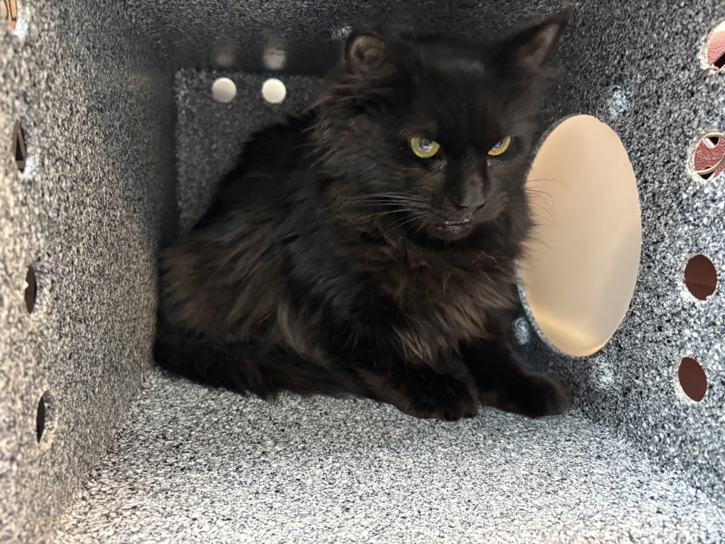Shelter Stray Female Cat last seen unsure, BRONX, NY, 10458, 326 E 110th St, New York, NY 10029, USA