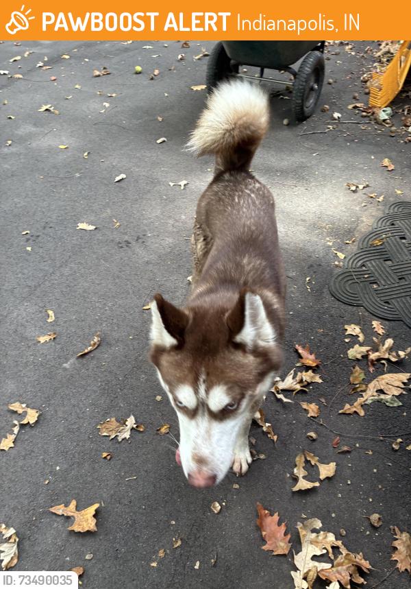 Found/Stray Male Dog last seen Melbourne and 42 nd 46228, Indianapolis, IN 46228